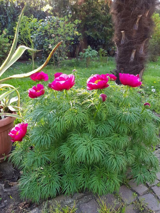 B&B Gloria Gallarate Bagian luar foto