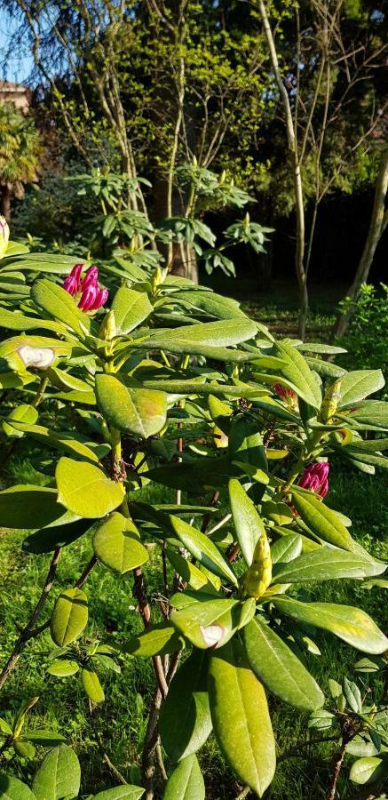B&B Gloria Gallarate Bagian luar foto